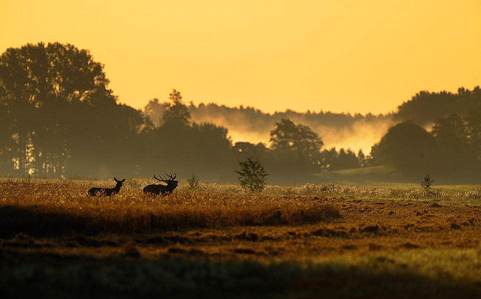 Red deer at rut